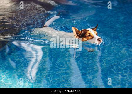 Niedriger Winkel mit Blick auf einen Jack Russell Terrier Hund, der an einem sonnigen Tag im Garten-Swimmingpool schwimmt Stockfoto