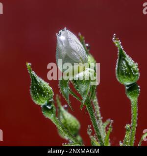 Rose unter Wasser mit Luftblasen auf rotem Hintergrund Stockfoto