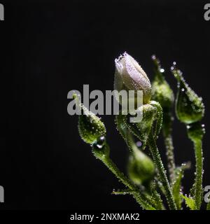 Weiße Rose unter Wasser mit Luftblasen auf schwarzem Hintergrund Stockfoto
