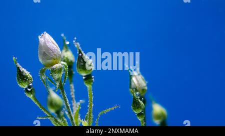 Weiße Rose unter Wasser mit Luftblasen auf blauem Hintergrund Stockfoto