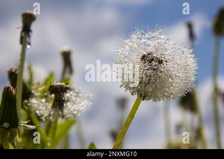 Löwenzahn in Wassertropfen bei sonnigem Wetter Stockfoto