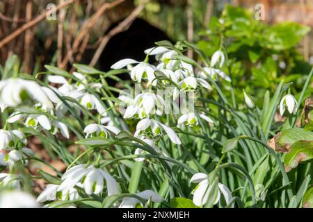 Nahaufnahme von galanthus Ophelia Schneeglöckchen in Blüte Stockfoto