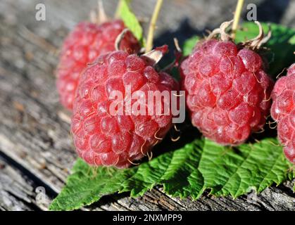 Nahaufnahme frisch geernteter reifer Himbeeren an sonnigen Tagen Stockfoto