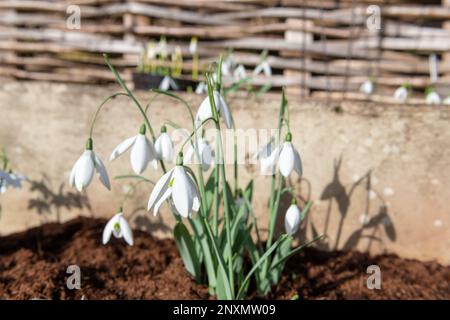 Nahaufnahme des großen Schneefelds (galanthus elwesii) Fliegenfischen Blumen in Blüte Stockfoto