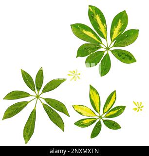 Verschiedene Blätter der Schefflerpflanze des Hauses mit Wassertropfen bedeckt, auf weißem Hintergrund isolieren Stockfoto