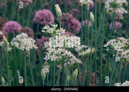 Zwiebelblüten in Landwirtschaft und Ernte. Gemüse zu Hause anbauen. Gemüse, das in einem rustikalen Garten angebaut wird. Stockfoto