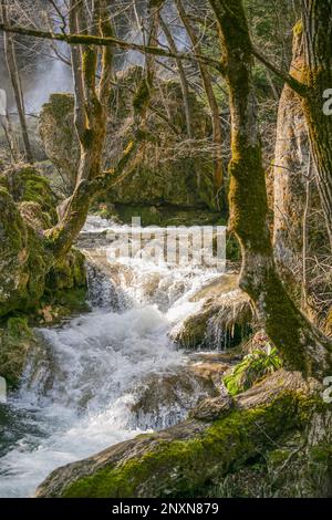 Ein schöner Wasserfall unter den Bäumen des Nationalparks Stockfoto
