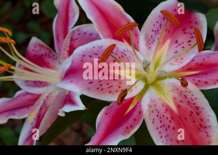 Nahaufnahme der Lilien in unserem Garten. Stockfoto