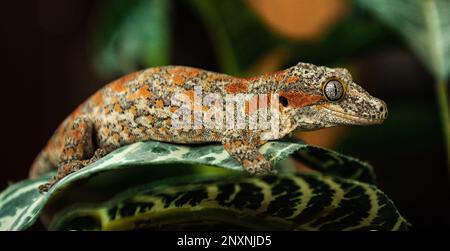 Gargoyle Gecko hoch oben auf Leaf im Wild Side-Profile Stockfoto