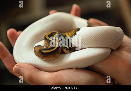 Amazon Ball Python in den Händen des Besitzers zusammengerollt Stockfoto