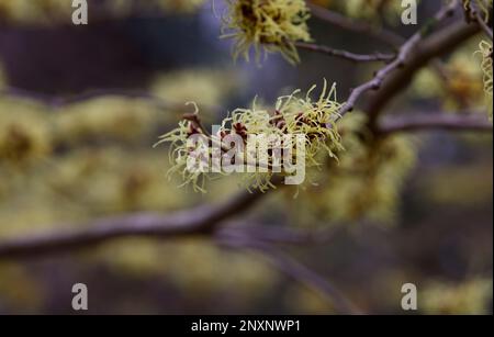 Die Verengung der schwefelgelben Blüten des entschiedenen Gartenstrauchs Hamamelis intermedia Pallida im Winter. Stockfoto