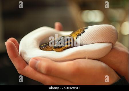 Amazon Ball Python in den Händen des Besitzers zusammengerollt Stockfoto