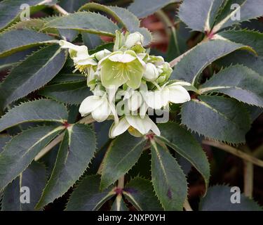 Zur Verengung der weißen nickenden Winterblumen der mehrjährigen Gartenpflanze Helleborus sternii Blackthorn Group. Stockfoto