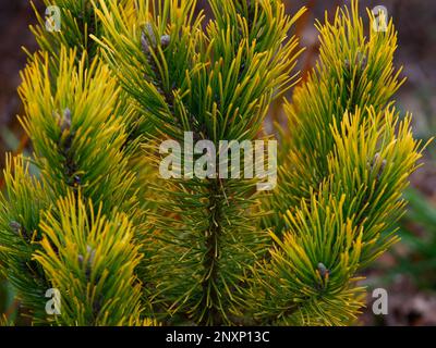 Nahaufnahme der niedrig wachsenden und langsam wachsenden Nadelkiefer Pinus mugo Golden Glow an der Gartengrenze. Stockfoto