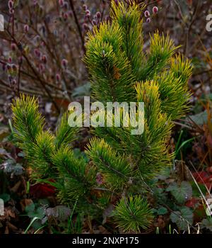 Nahaufnahme der niedrig wachsenden und langsam wachsenden Nadelkiefer Pinus mugo Golden Glow an der Gartengrenze. Stockfoto