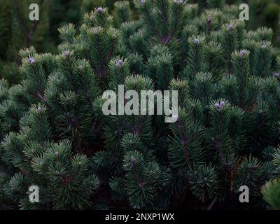 Nahaufnahme der immergrünen Aue und langsam wachsenden Koniferen Pinus mugo subsp Mugo oder Zwergkiefer. Stockfoto