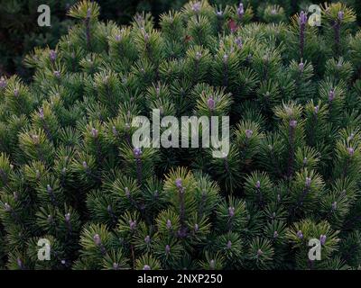 Nahaufnahme des immergrünen, niedrig und langsam wachsenden Nadelbachs Pinus mugo Mops oder Zwarf Mountain Pine. Stockfoto