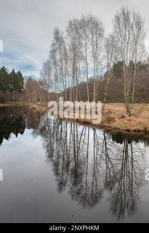 Reflexionen von Bäumen am Flugteich Castle Fraser, Kemnay, Aberdeenshire, Schottland, Großbritannien Stockfoto