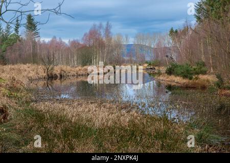 Reflexionen von Bäumen am Flugteich Castle Fraser, Kemnay, Aberdeenshire, Schottland, Großbritannien Stockfoto