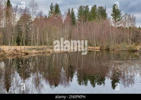 Reflexionen von Bäumen am Flugteich Castle Fraser, Kemnay, Aberdeenshire, Schottland, Großbritannien Stockfoto