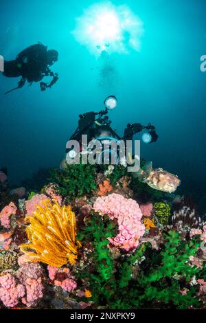 Ein Unterwasserfotograf fotografiert einen Kugelfisch an einem Korallenriff in Anilao, Philippinen. Stockfoto