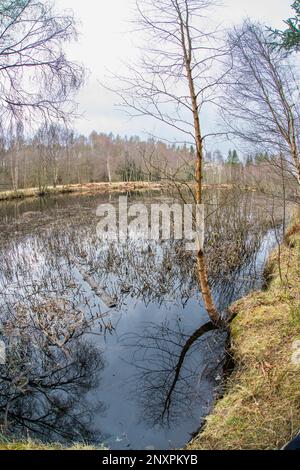 Reflexionen von Bäumen am Flugteich Castle Fraser, Kemnay, Aberdeenshire, Schottland, Großbritannien Stockfoto