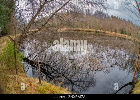 Reflexionen von Bäumen am Flugteich Castle Fraser, Kemnay, Aberdeenshire, Schottland, Großbritannien Stockfoto