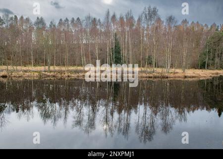 Reflexionen von Bäumen am Flugteich Castle Fraser, Kemnay, Aberdeenshire, Schottland, Großbritannien Stockfoto