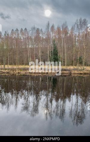 Reflexionen von Bäumen am Flugteich Castle Fraser, Kemnay, Aberdeenshire, Schottland, Großbritannien Stockfoto