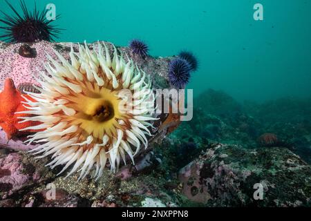 Im Salt Point State Park in Sonoma County, Kalifornien, wächst eine fischfressende Anemone (Urticina piscivora) auf einem Felsen unter Wasser. Stockfoto