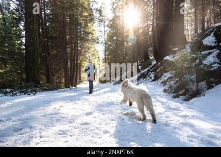 Ein glücklicher Hund läuft einer Frau auf einer schneebedeckten Strecke hinterher. Im Winter im Sierra National Forest, Kalifornien gedreht. Stockfoto