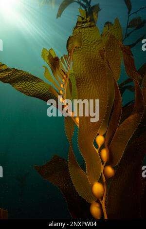 Der RiesenKelp (Macrocystis pyrifera) wächst in Monterey, Kalifornien, an die Oberfläche. Stockfoto