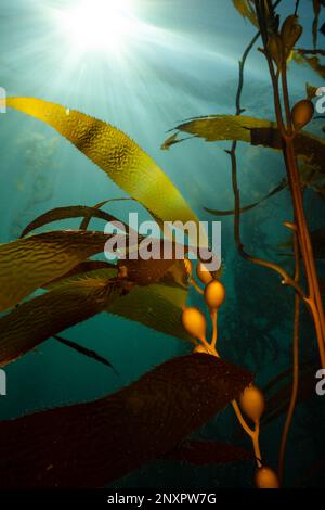 Der RiesenKelp (Macrocystis pyrifera) wächst in Monterey, Kalifornien, an die Oberfläche. Stockfoto