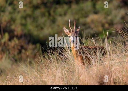 Roebuck (Capreolus capreolus) in den Dünen auf Juist, Ostfriesische Inseln, Deutschland. Stockfoto