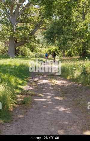 Vertikale Rückansicht eines vielseitigen Paares mit Rucksäcken, die im sonnigen Wald wandern, Kopierraum Stockfoto