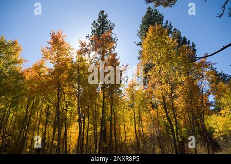 Großer Laubwald im Herbstwechsel Stockfoto