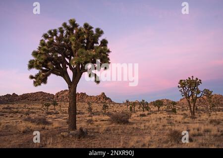 Große Joshua Tree- und Joshua Tree-Nationalpark-Landschaft in der Abenddämmerung Stockfoto