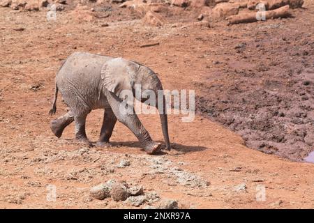 Afrikanischer Elefant (Loxodonta africana) Ein Baby nähert sich einem Wasserloch Stockfoto