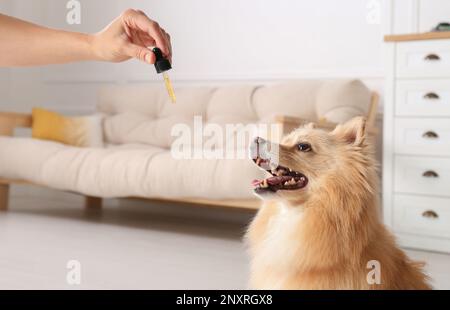 Frau, die dem süßen Hund zu Hause Tinktur gibt, Nahaufnahme Stockfoto