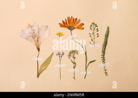 Gepresste getrocknete Blumen und Pflanzen auf beigefarbenem Hintergrund. Wunderschönes Herbarium Stockfoto