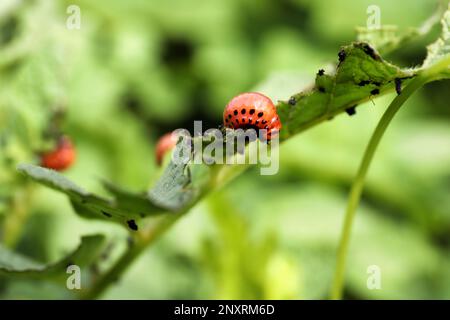 Colorado Kartoffelkäfer-Larven auf Pflanzen im Freien, Nahaufnahme Stockfoto