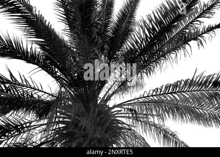 Palme mit üppigen Blättern, Blick aus niedrigem Winkel. Schwarzweißtöne Stockfoto