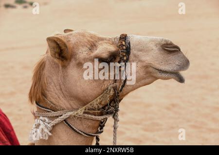 Porträt eines arabischen Kamels in der Wüste bei Dubai Stockfoto