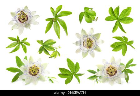 Mit Blumen und Blättern der Passiflora (Passionsfrucht) auf weißem Hintergrund Stockfoto