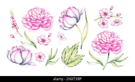 Aquarell rosa Blumen auf weißem Hintergrund. Pfingstrosen, Apfelblumen, Tulpen für die Gestaltung von Frühlingskarten, Festivals, Einladungen, Bannern, Bu Stockfoto