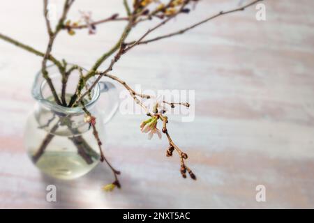 Glasvase mit Zweigen von Winterkirsche (Prunus subhirtella autumnalis) mit zarten Blüten im Frühling auf einem hellen Holztisch, saisonaler Brat Stockfoto