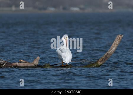 Ein weißer Pelikan, der herumstreckt und seine Federn reinigt, während er auf einem teilweise untergetauchten Baum in der Mitte eines Sees steht. Stockfoto