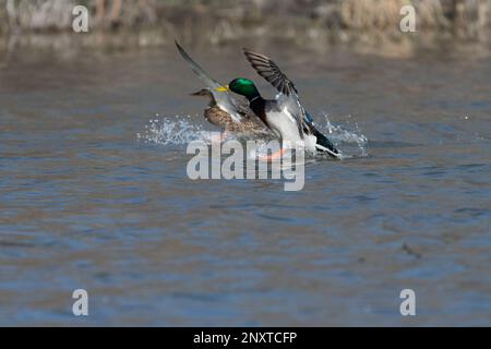 Zwei Mallard-Enten strecken mit ihren Füßen aus, während sie sich auf eine planschende Landung auf dem Wasser eines Sees vorbereiten. Stockfoto