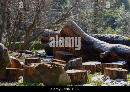 Schnittholzstämme liegen im Sommer auf dem grünen Gras. Ein sonniger Sommertag. Der Kern des Baumstamms ist sichtbar Stockfoto