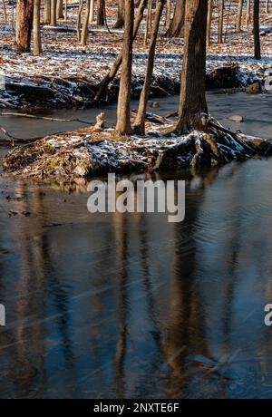 Hammel Creek fließt durch einen Winterwald und umgibt eine winzige Insel im Bach, das Hammel Woods Forest Preserve, will County, Illinois Stockfoto